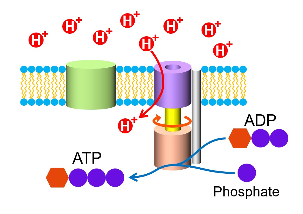 how does a proton gradient drives the synthesis of atp