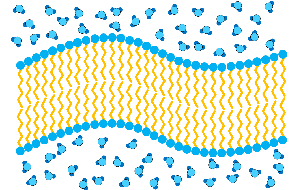 How did the nucleus come to be enveloped in a double membrane? Mark's